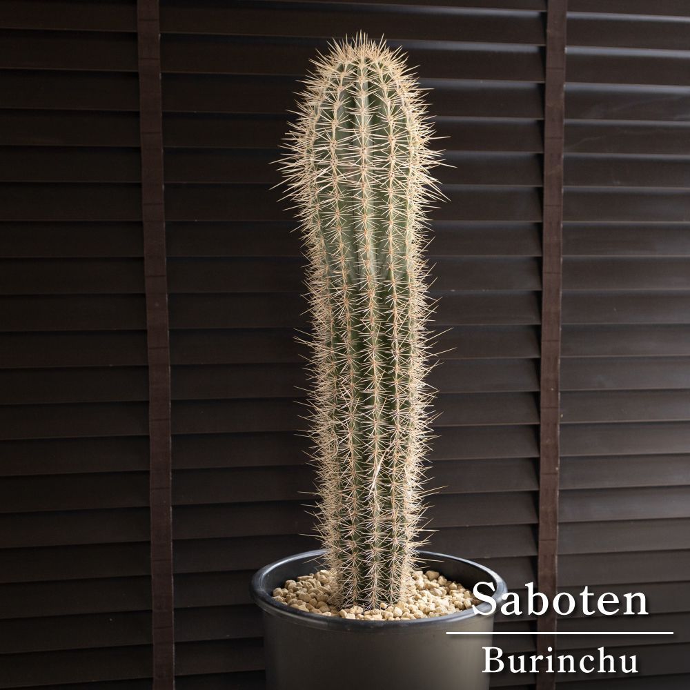タカヤ様ご依頼分】武倫柱 柱サボテン 8号 高さ80cm パキケレウス  