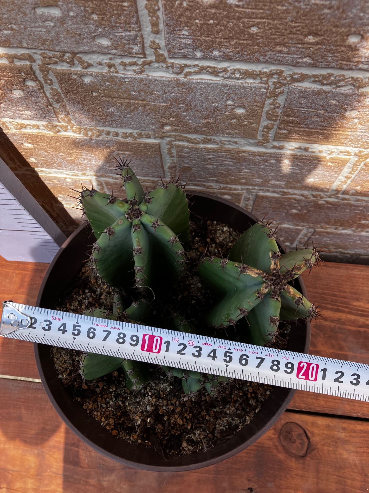 現品］☆人気☆ 22番 柱サボテン 鬼面角 ブランチ 6号 観葉植物 室内