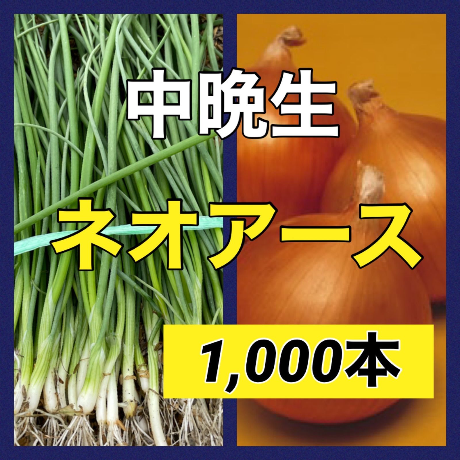 中晩種 ネオアース玉ねぎ苗‼️1,000本‼️ - メルカリ