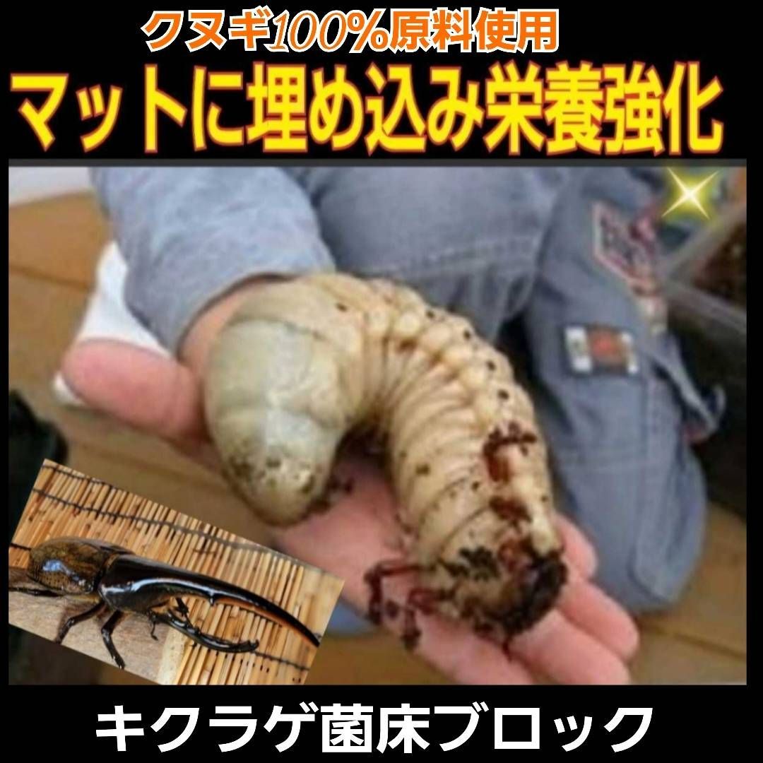 カブトムシ幼虫の栄養強化に抜群！キクラゲ菌床ブロック【4個】マットに埋めるだけ！ブロックに幼虫が潜り込みモリモリ食べます！ クワガタの産卵床にも！ -  メルカリ