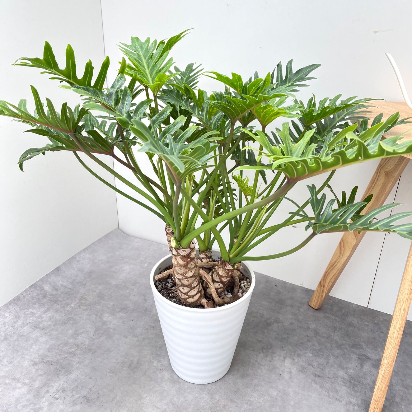 観葉植物 大型