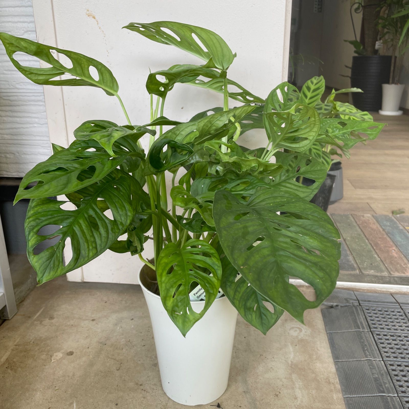 メルカリshops マドカズラ モンステラ属 観葉植物 5号鉢