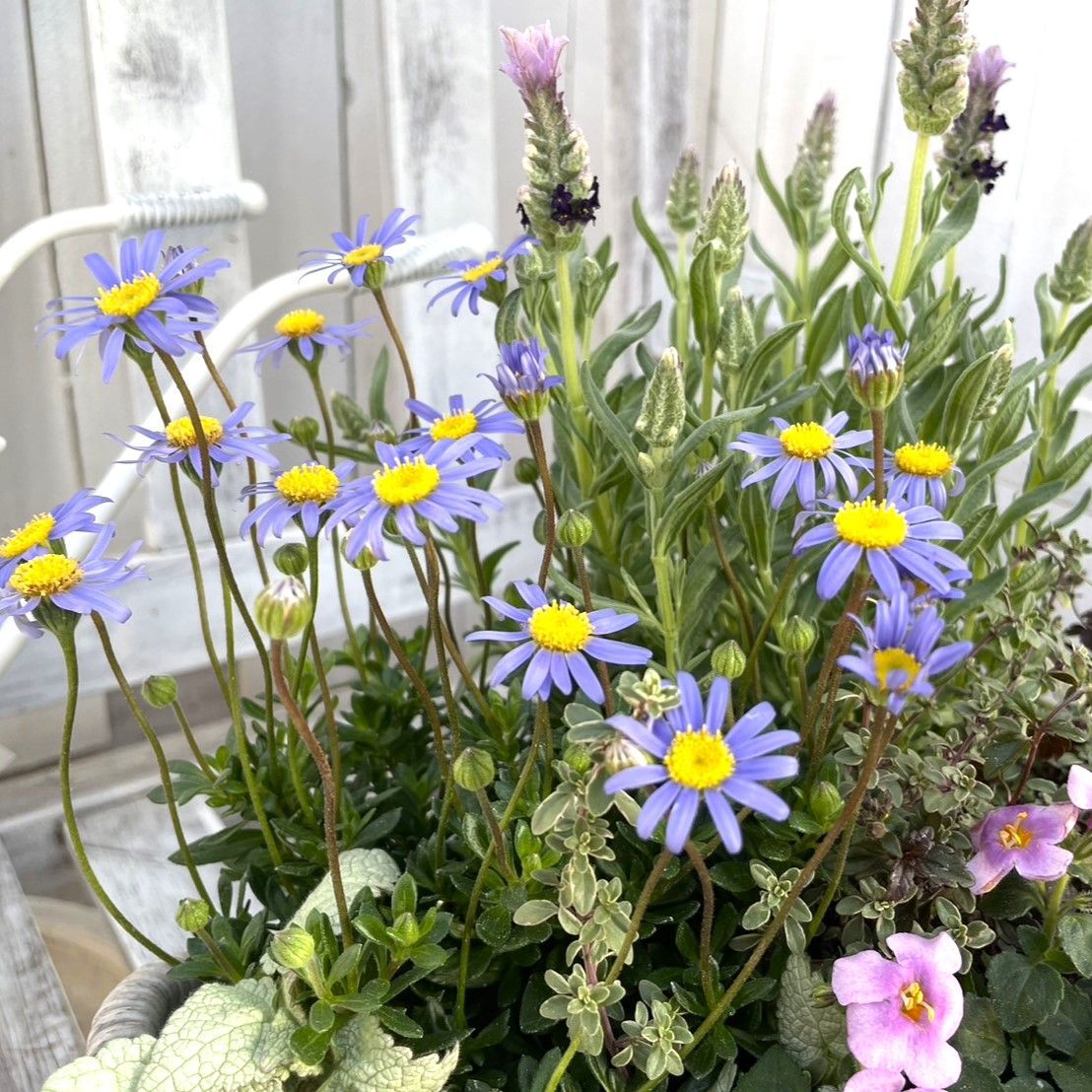 ルクルーゼ プチフルール ラベンダー 新色「カトレア」が彩る、気品ある優美な食卓 ル・クルーゼ “2017