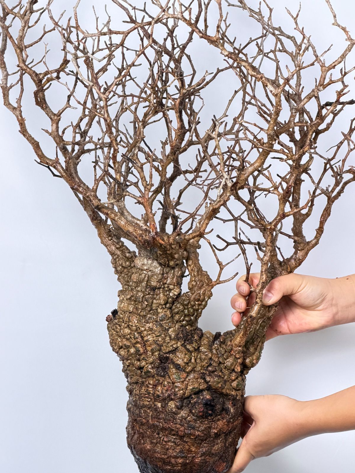 パキプス ベアルート株