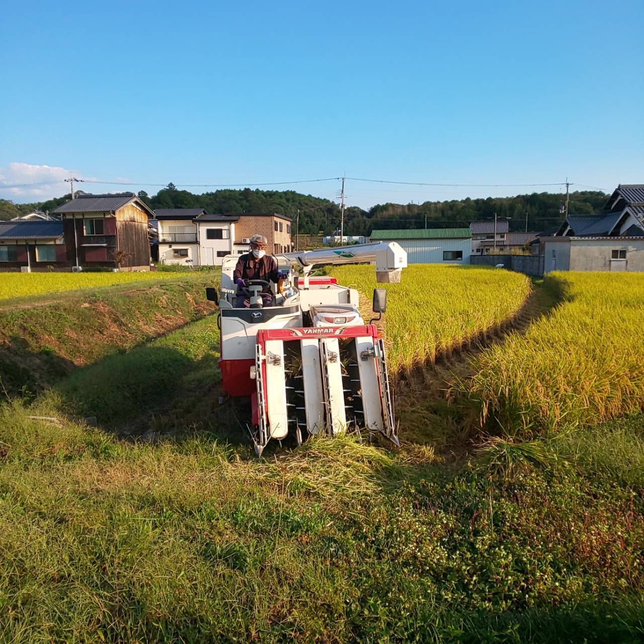 年末のプロモーション 米 自然栽培 白米 農薬不使用 無化学肥料