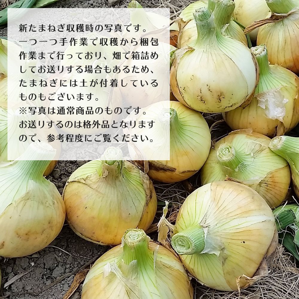 訳あり小玉中心【あさひ】10kg 淡路島産 新たまねぎ【わせ品種】 ひょうご安心ブランド 特別栽培 1年中で今だけ わせ品種訳あり　数量限定　ノークレーム　ノーリターン