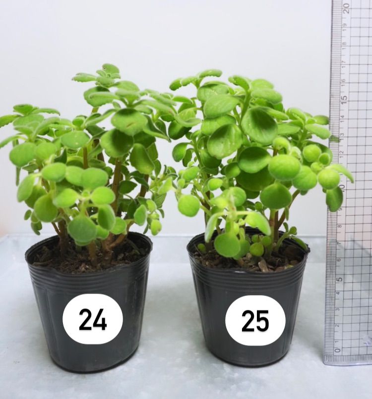 アロマティカス ポットごと発送！無農薬 多肉植物/ハーブ　ｍ24 アロマティカス ポットごと発送！多肉植物/ハーブ 木化 - メルカリ