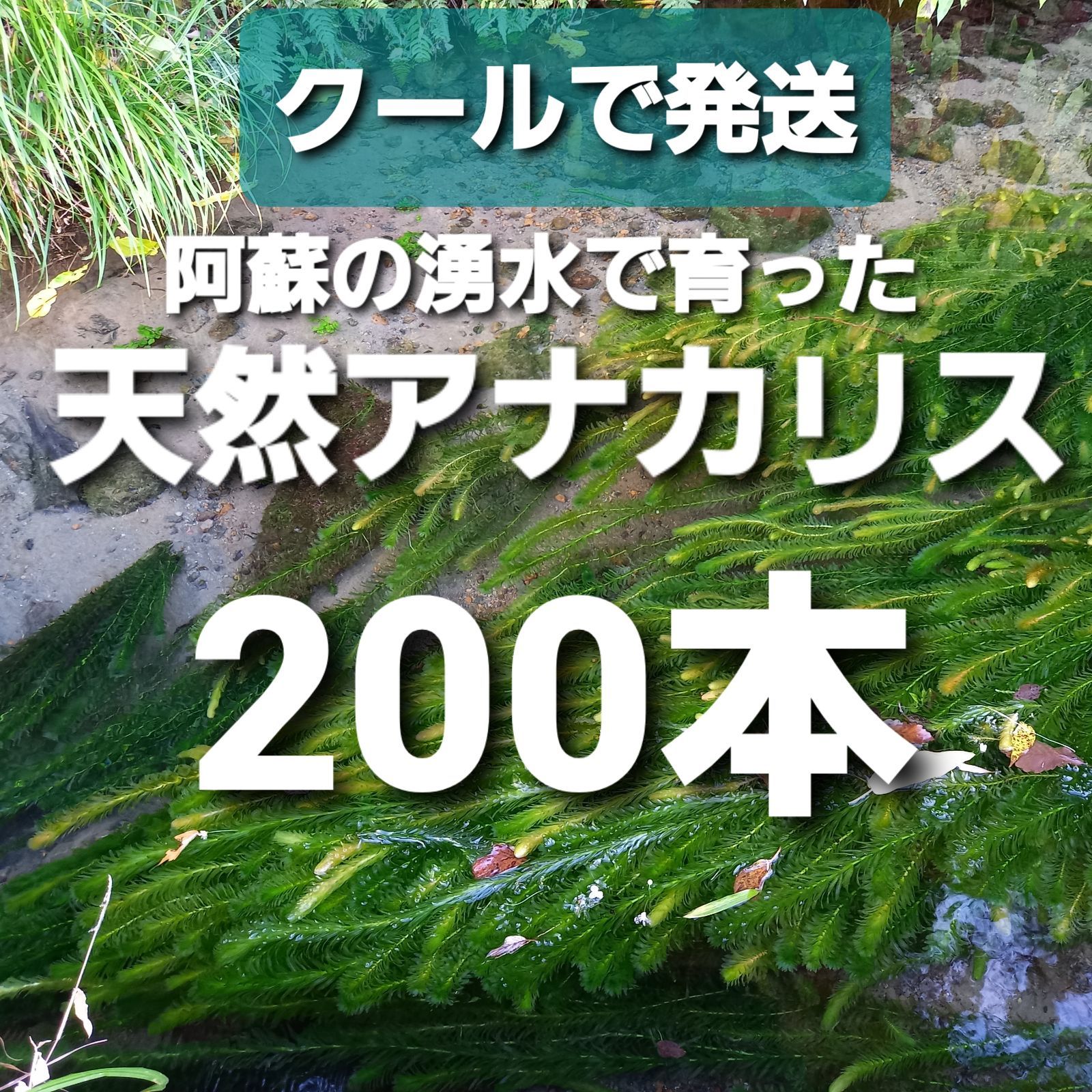 500本以上 阿蘇の湧水で育った水草 天然アナカリス - 水草