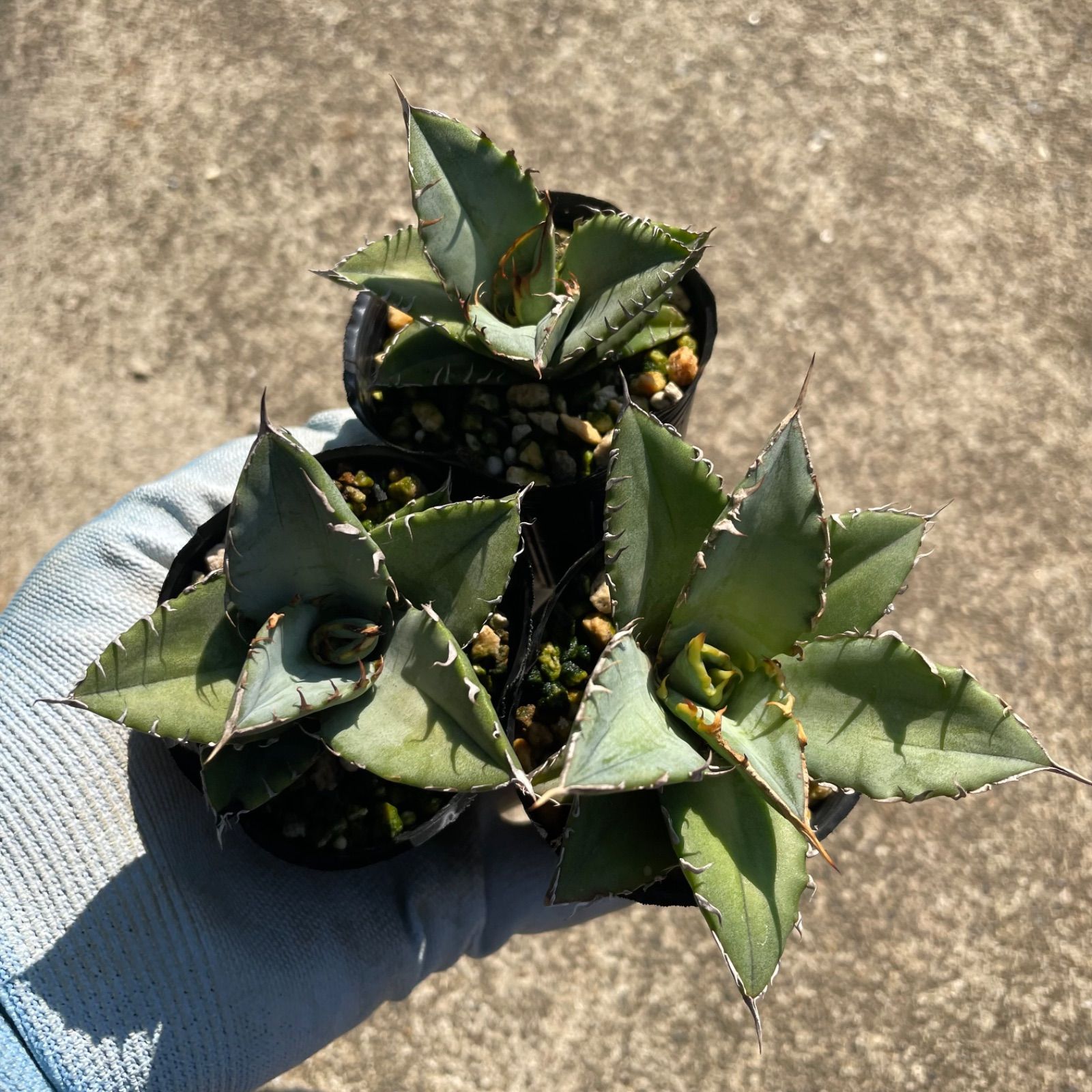 アガベ オテロイ 選抜実生 実生選抜】アガベ・オテロイ”選抜株” 3号ロングポット