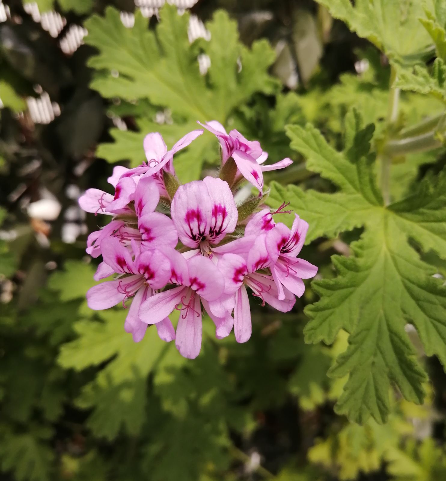 蚊除け草 ローズゼラニウム 挿し穂6本 | www.scoutlier.com