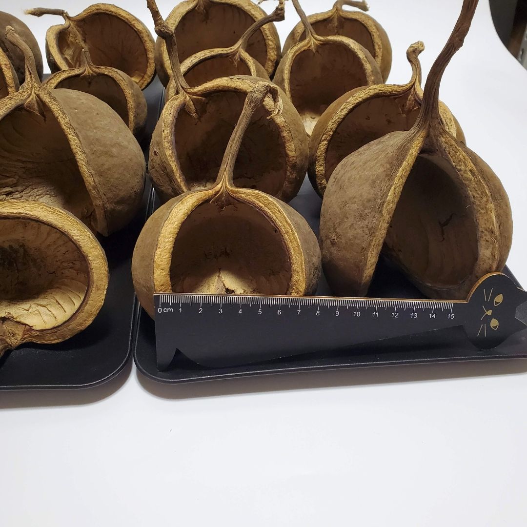 ブッダナッツ 割引有 16個セット L ナチュラル ハンドメイド花材 花材 クリスマス ウエルカムスペース ウェディング 贈り物 プレゼント 飾り物 インテリア花材