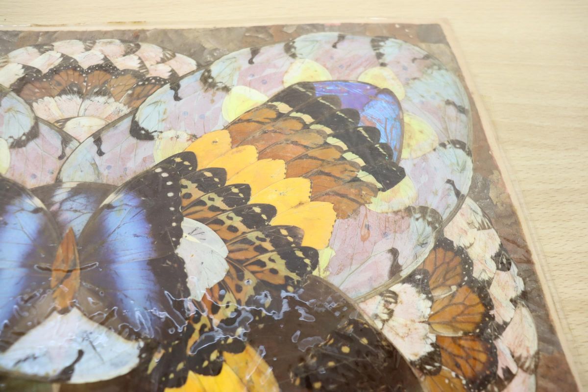 △01)【1点限り!】蝶の羽 貼り絵/蝶画/インテリア/羽根アート/チョウ