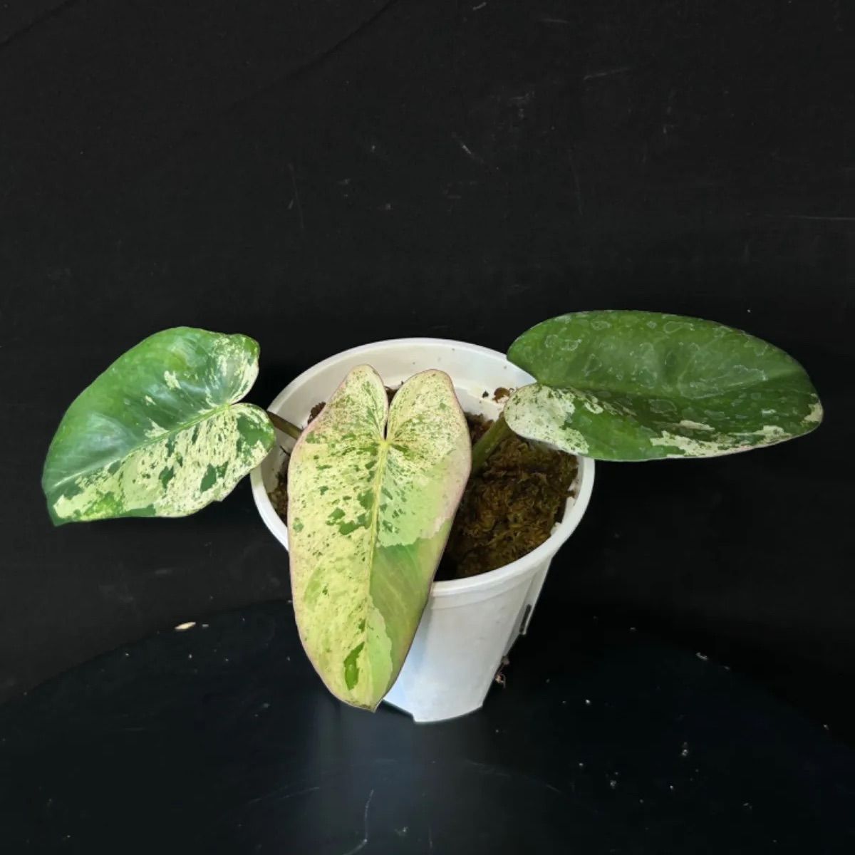 Philodendron ilsemanii フィロデンドロン・イルセマニー 斑入り - メルカリ