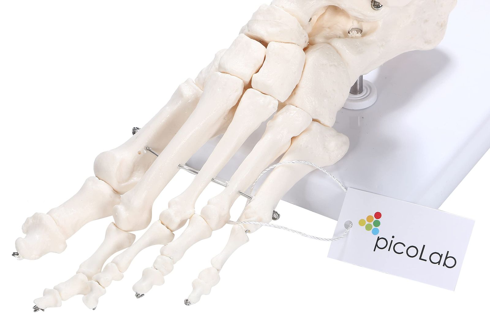 骨モデル 骨格標本 足 足骨模型 模型の通販 picoLab 足骨モデル 足