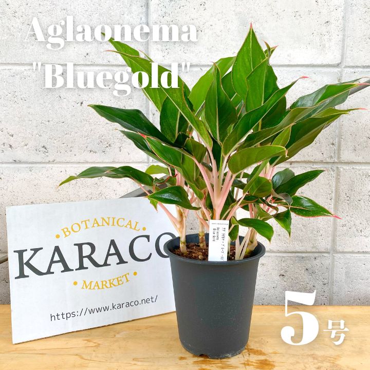 限定1鉢】アグラオネマ ブルーゴールド 5号 プラ鉢 - メルカリ