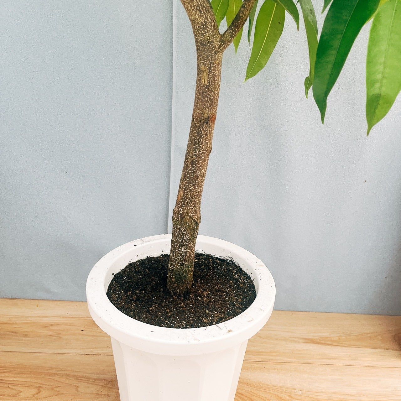 現品］S フィカス アムステルダムキング 8号 観葉植物 大型 室内