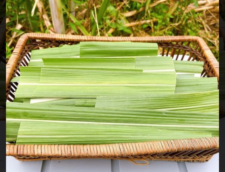 沖縄県宮古島産】サトウキビの葉 ペット用 - メルカリ