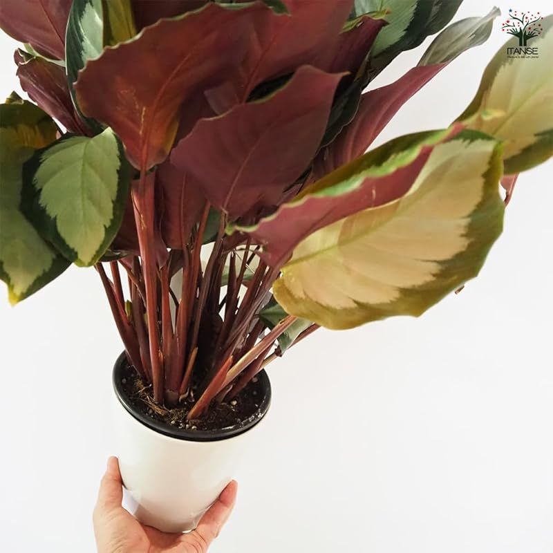 ＩＴＡＮＳＥ カラテア ピクツラータ 5号 1個売り 品種で選べる観葉植物 学名 Calathea Picturata クズウコン科 多年草 原産地 中南米●葉の中央に銀白色の斑が入り 両サイドが深い緑色になる独特のコントラストが特徴です 落ち着 YUZUMIYA_COM