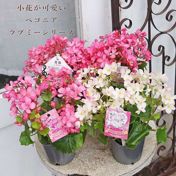 花苗 ベゴニア こもも こはる 音彩 ラブミー 3号 多年草 ピンク