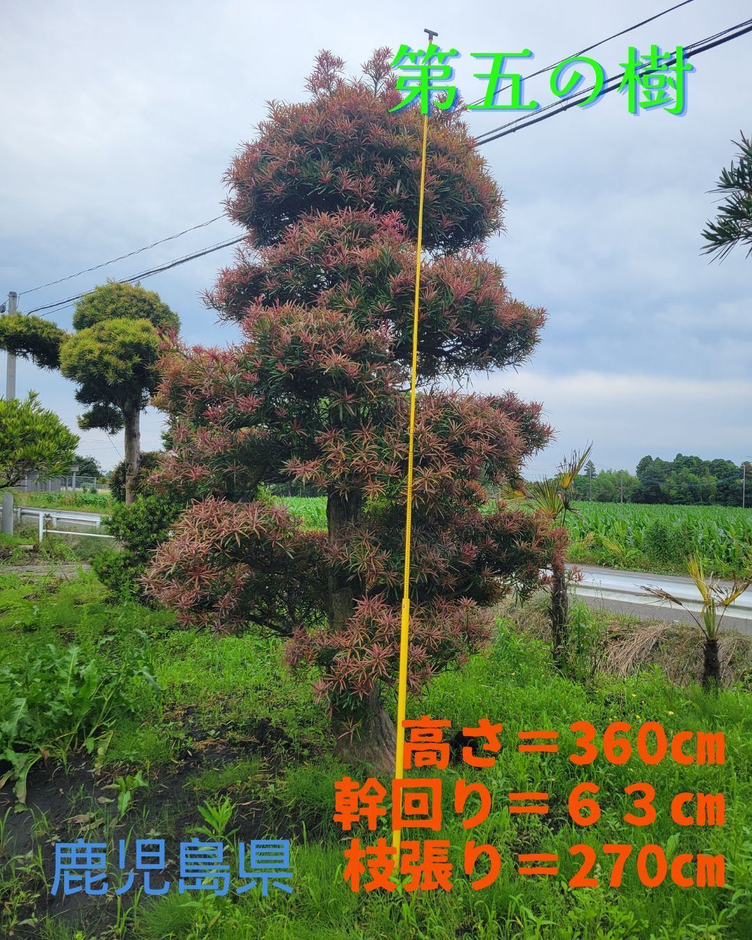 イヌマキ 赤芽 大径木迫力の 第五の樹 現品発送