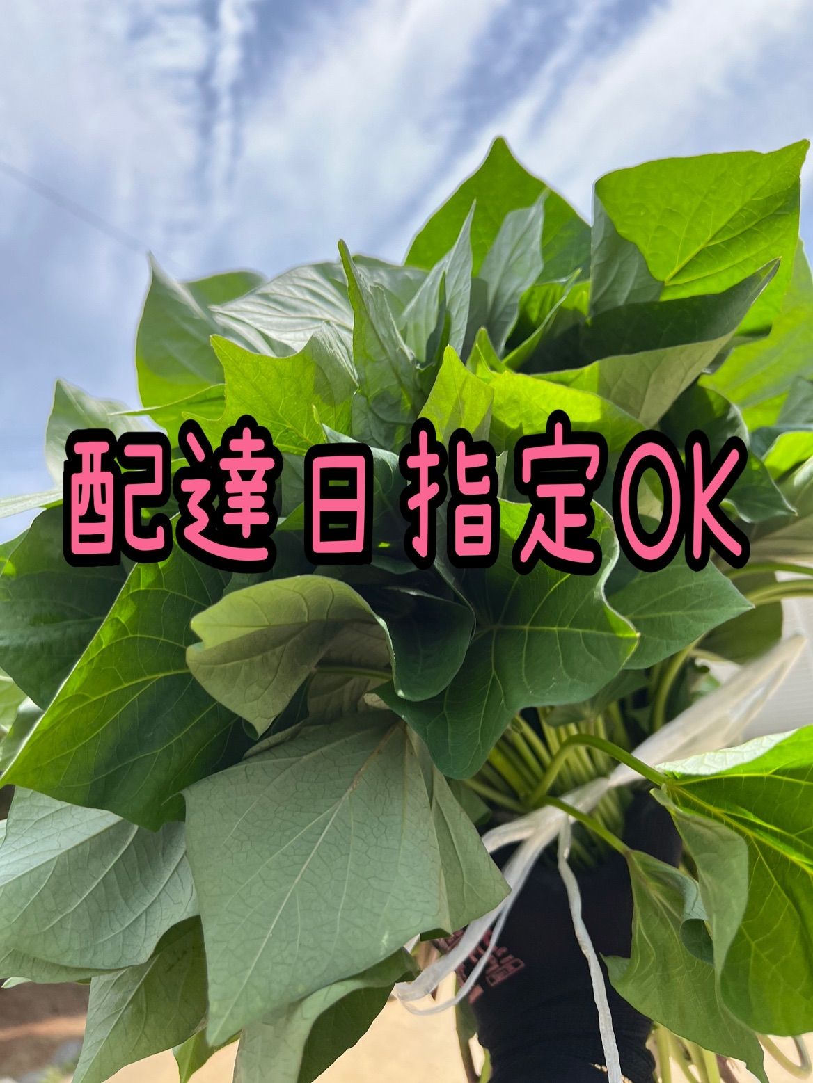 予約受付中 紅はるか苗