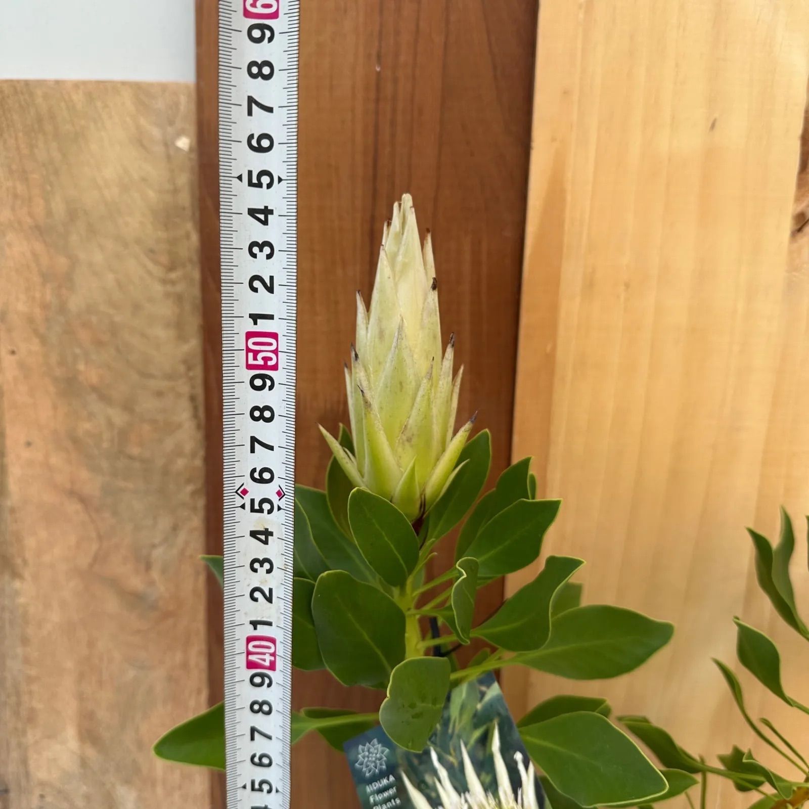 現品】④ プロテア スパイキーホワイト 5号 オージープランツ ①