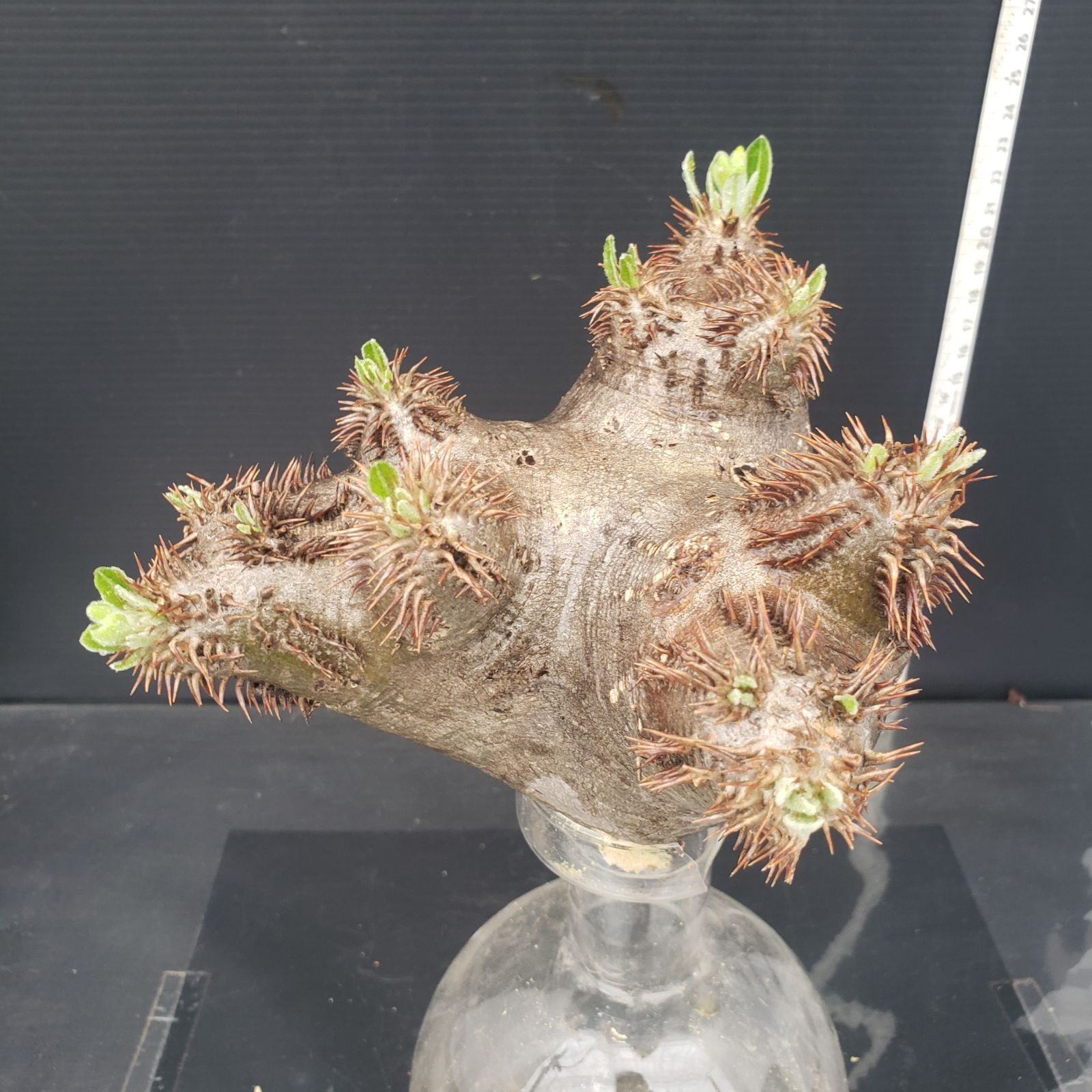 M484【最新到着】Pachypodium エブレネウム（現地球・抜き苗