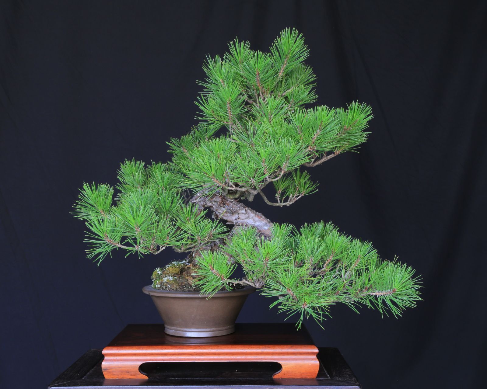 赤松の盆栽 中品 　山木 Yahoo!オークション - 四国 赤松盆栽 立木（文人風）大品盆栽