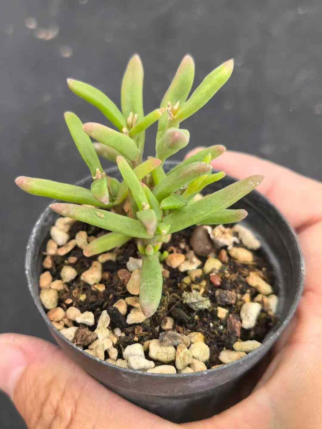 32鉢の土鉢付きセット ドロサンセマム スキルパッド 多肉植物 佐川急便発送 エケベリア 韓国苗 MY725