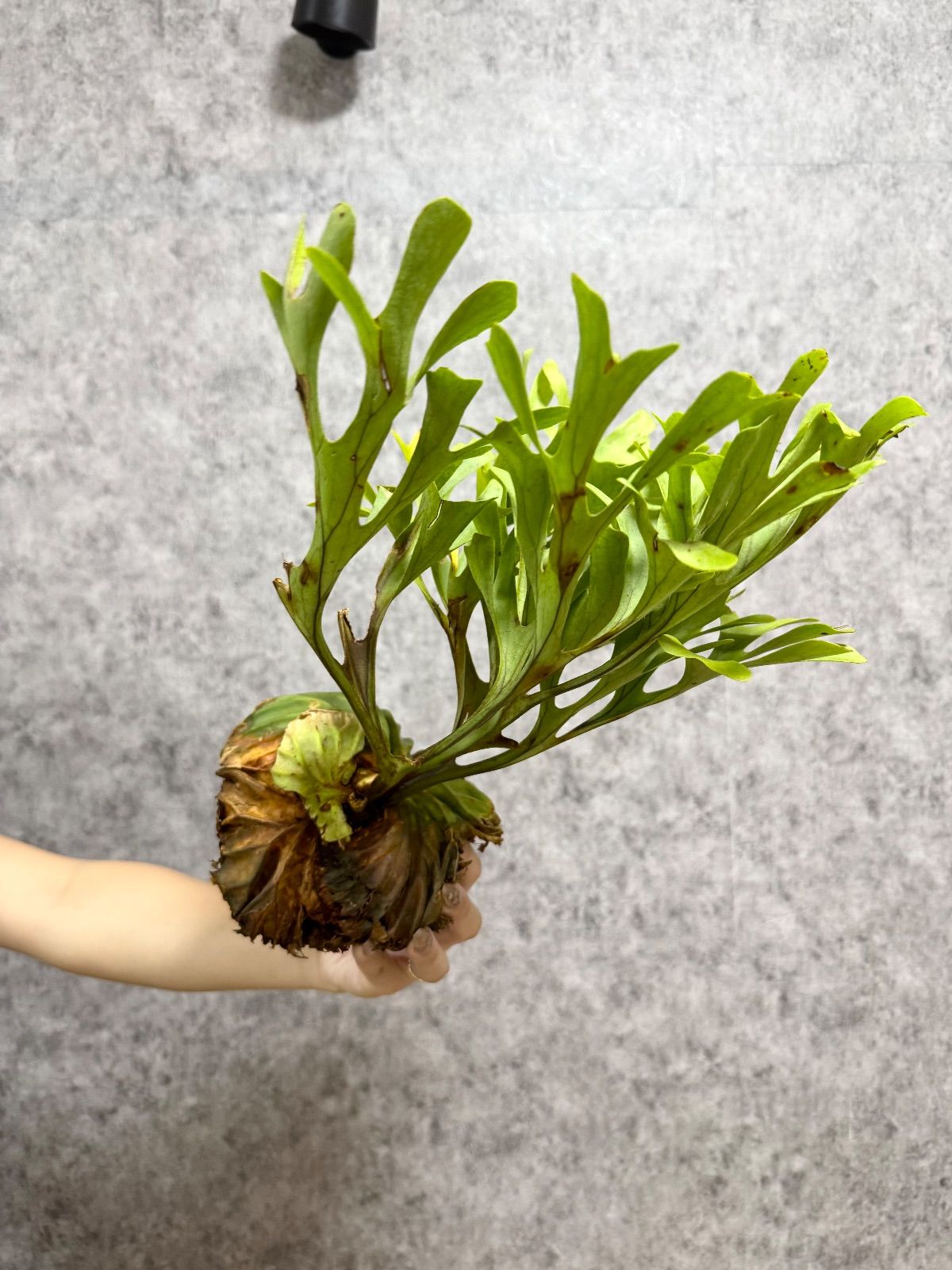 輸入直後!! 【 Lサイズ】A40 ▽P.ridleyi Wild from Central Borneo