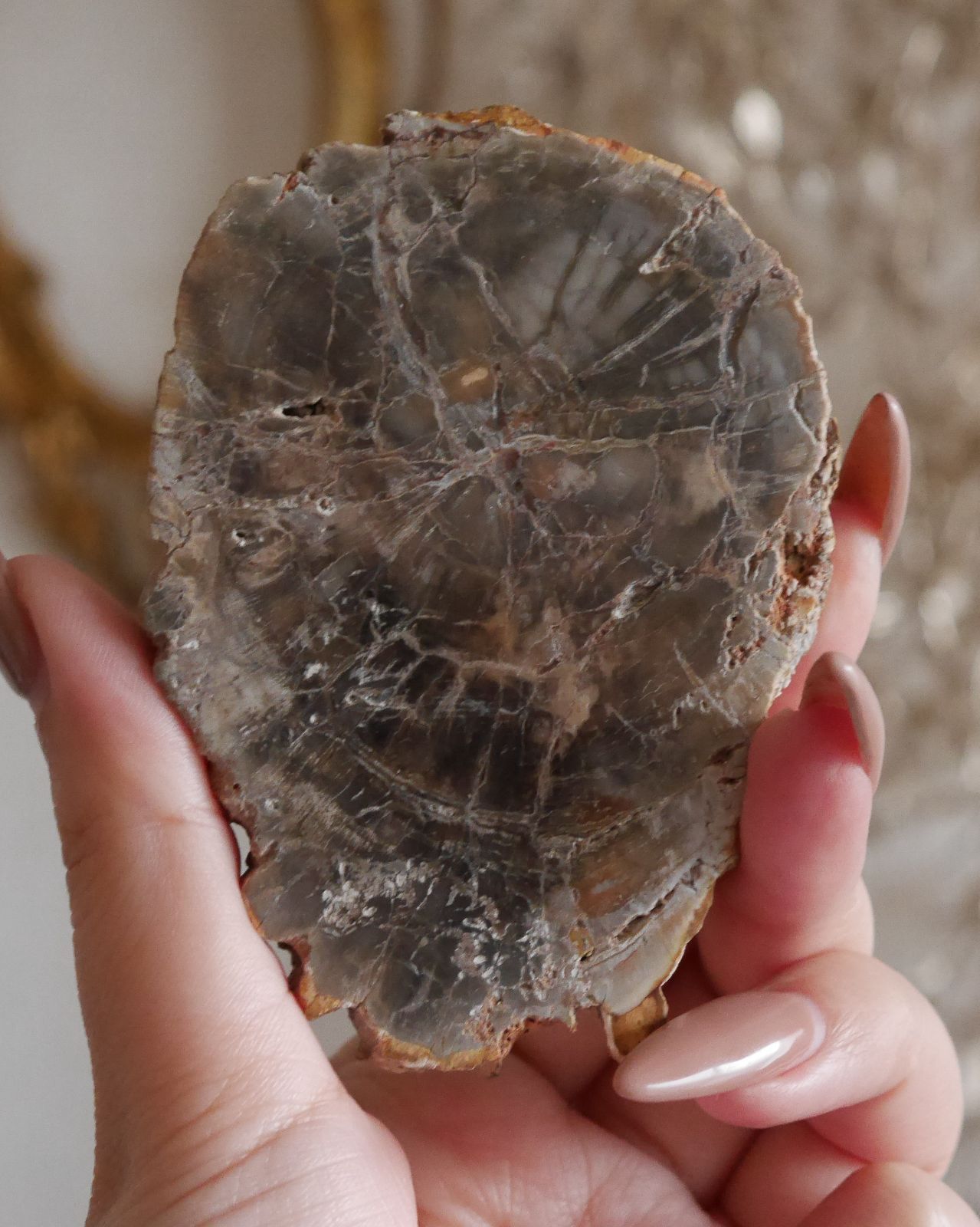 レア】天然石 化石 鉱物 珪化木 ペトリファイドウッド スライス＜Slab