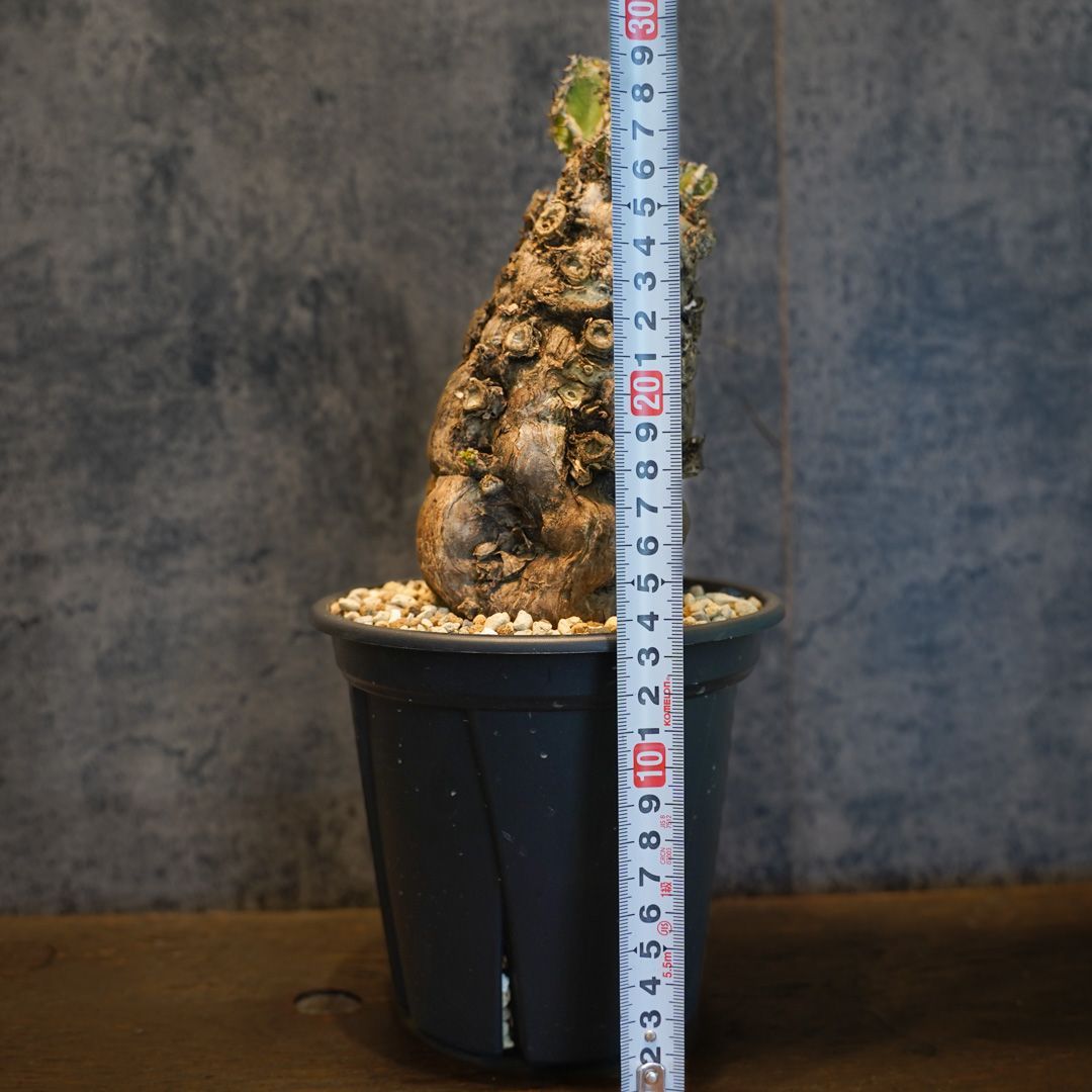 ね*]様 ユーフォルビア ムランジーナ 現地球 大株 葉有り 輸入即出品 11E 本日のひと鉢。 ユーフォルビア ムランジーナ 。 5年ぐらい前に