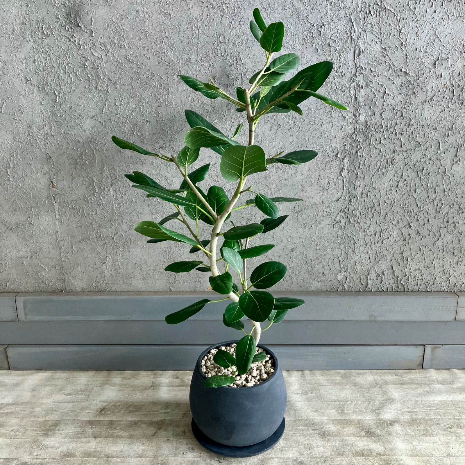 mooncho サマ♡13点 mooncho サマ♡13点 13 Moons.mov