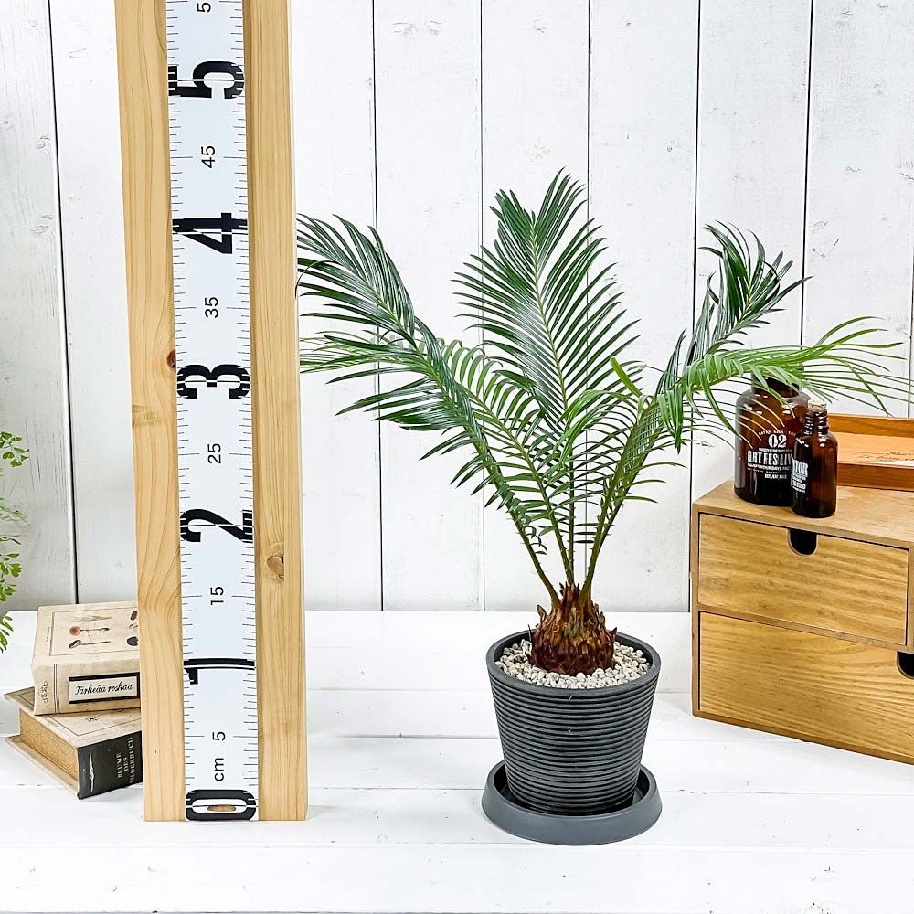 ソテツ PLANCHU 観葉植物 ソテツ 4号樹脂鉢 ミディダークグレー サスティー