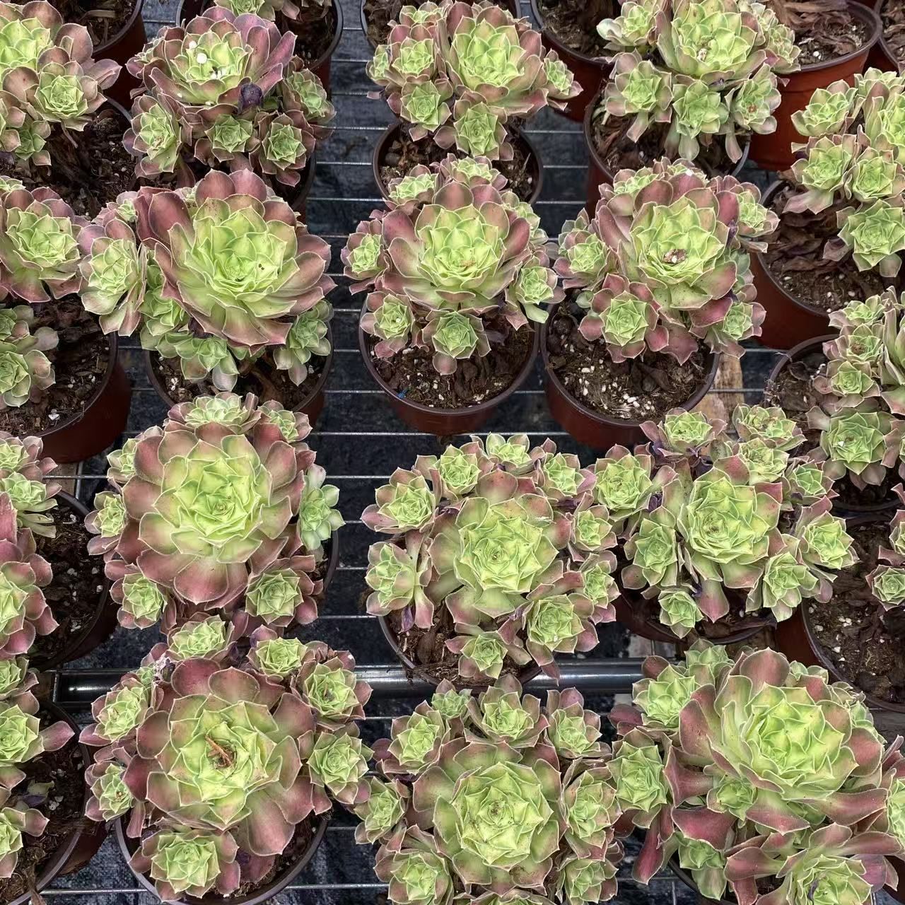 ZM1574×50 フランスローズ 抜き苗 多肉植物 アエオニウム エケベリア ZM1574×50 フランスローズ 抜き苗 多肉植物 アエオニウム エケベリア