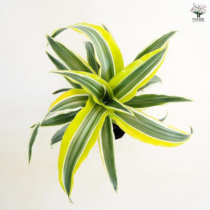 8個セット 観葉植物