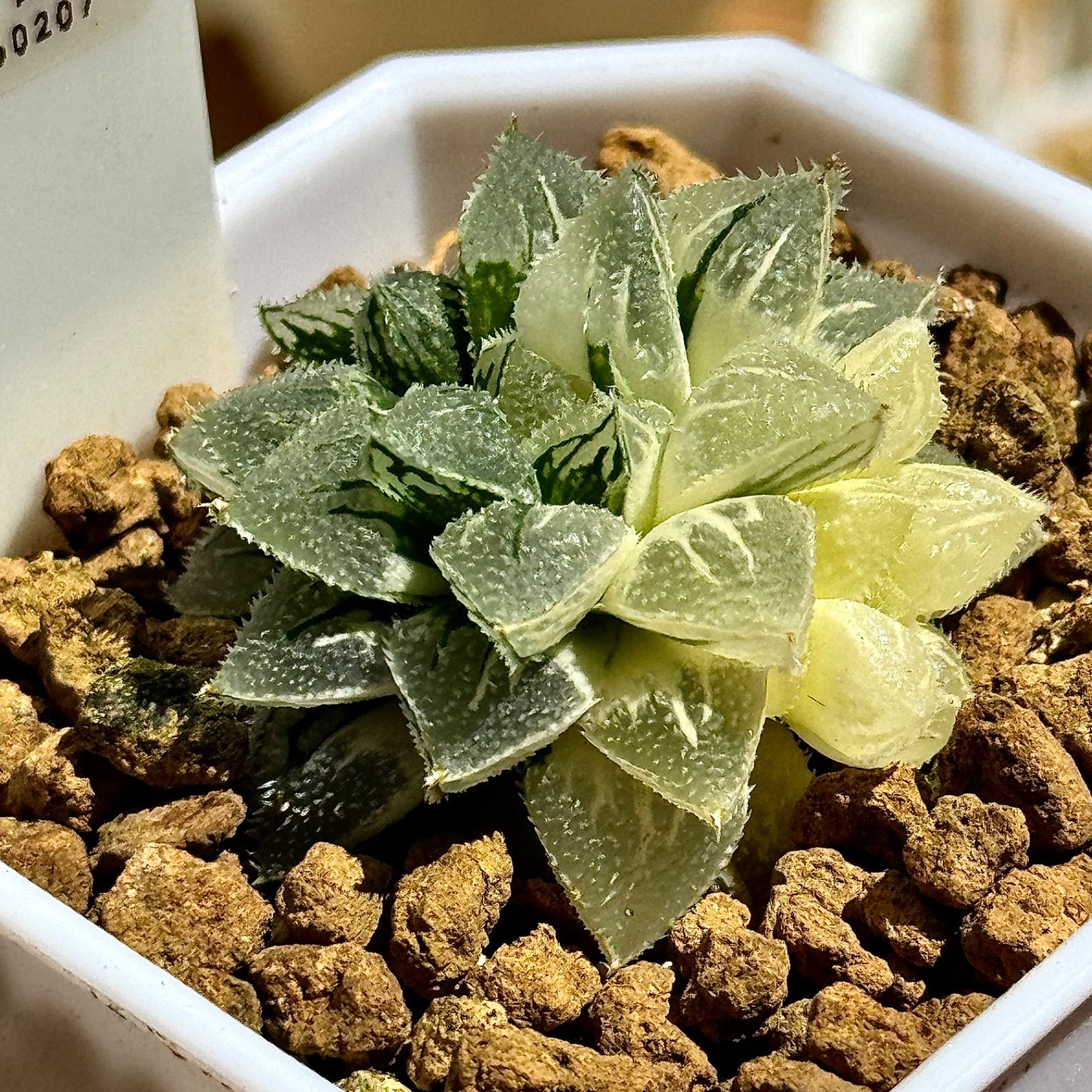 多肉植物 観葉植物 ハオルチア ハオルシア 新氷砂糖錦群生 極上斑 60207 - メルカリ