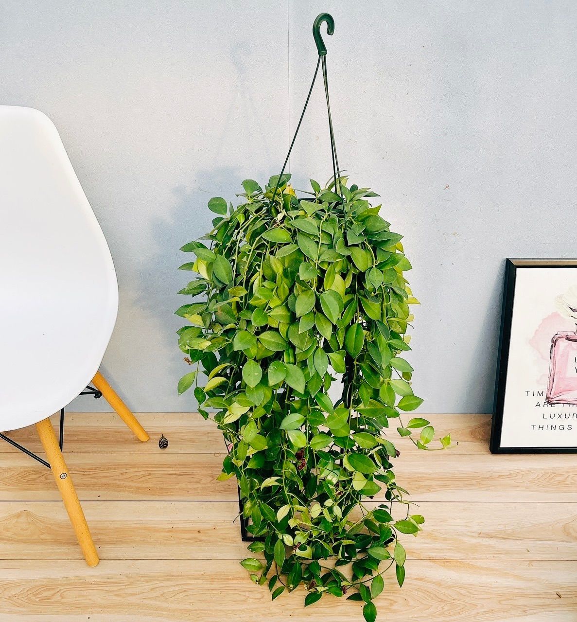 大苗　フェイジョア　品種不明　約:160cm 常緑樹　パイナップル　520336 大苗 フェイジョア 品種不明 約:160cm 常緑樹 パイナップル 520336