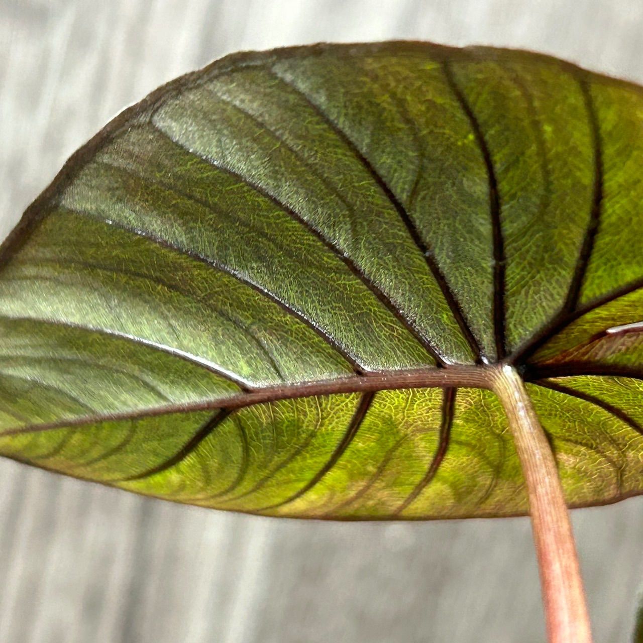 6251 Alocasia serendipity pink variegated アロカシア