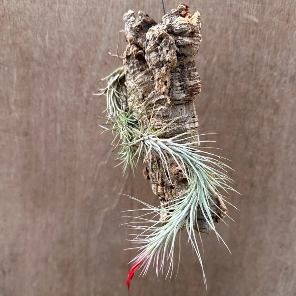 チランジア フンキアナ Tillandsia funckiana ティランジア エアプランツ エアープランツ 現品 観葉植物 観葉 植物 珍奇植物 珍奇 珍しい ハンギング 吊るす 吊り下げ インテリア プレゼント おしゃれ かわいい  グリーン