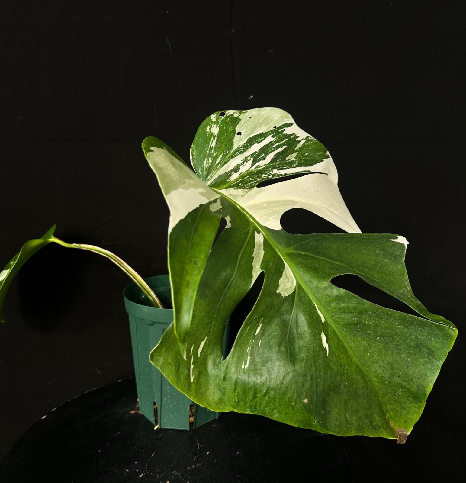 発根済み】斑入り モンステラ ホワイトタイガー Variegated