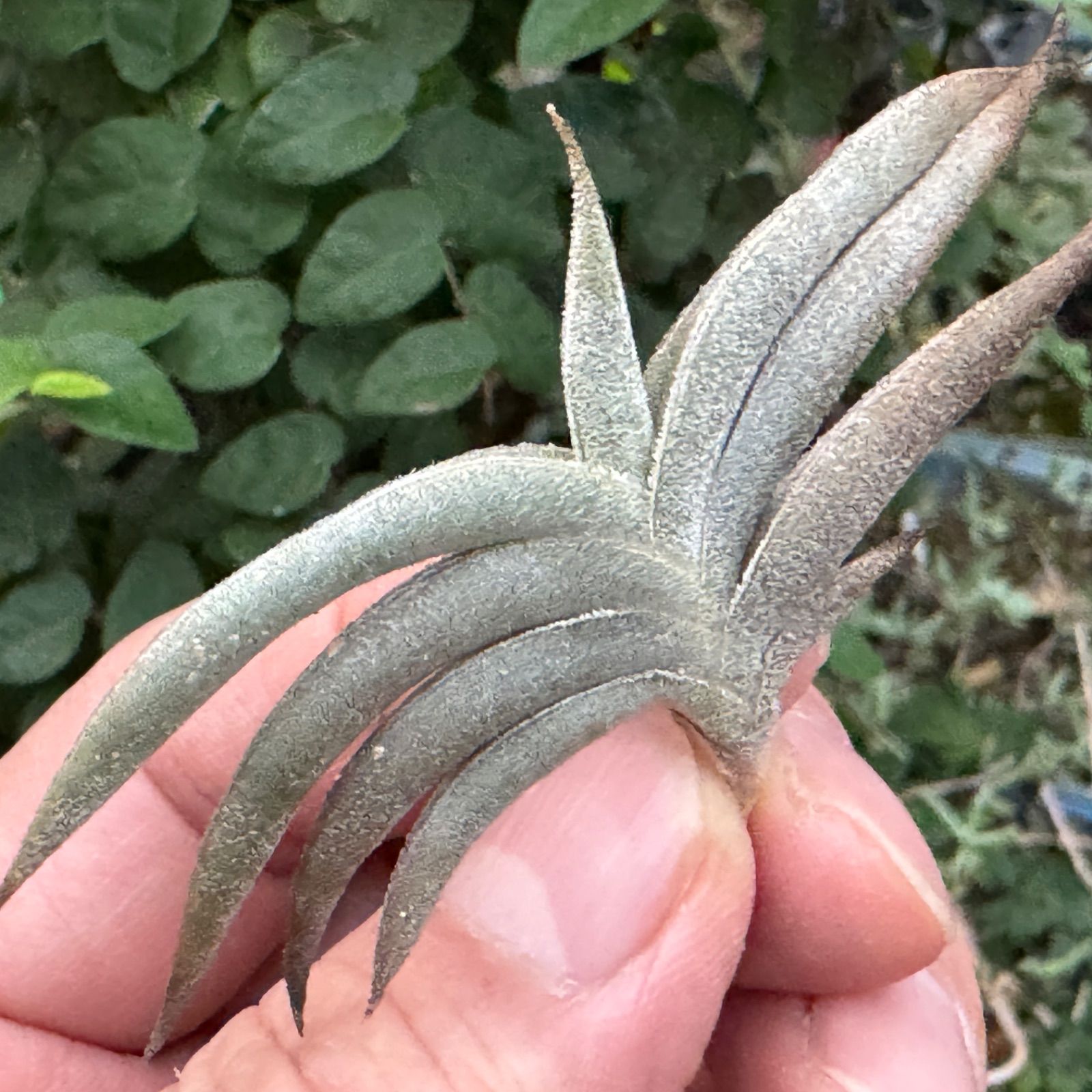 Tillandsia ギリエシー② Tillandsia gilliesii subsp. polysticha この個体は初開花