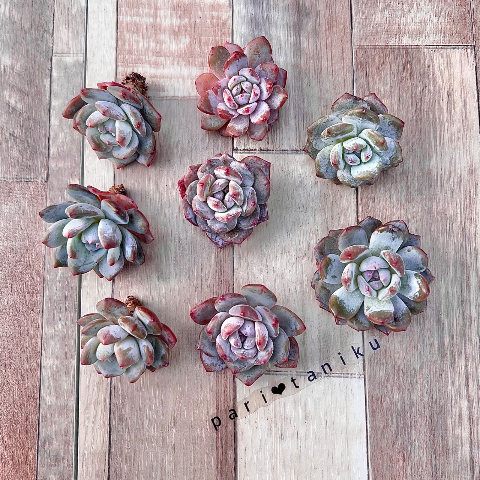 多肉植物　レア　天地　韓国苗 多肉植物 レア 天地 韓国苗