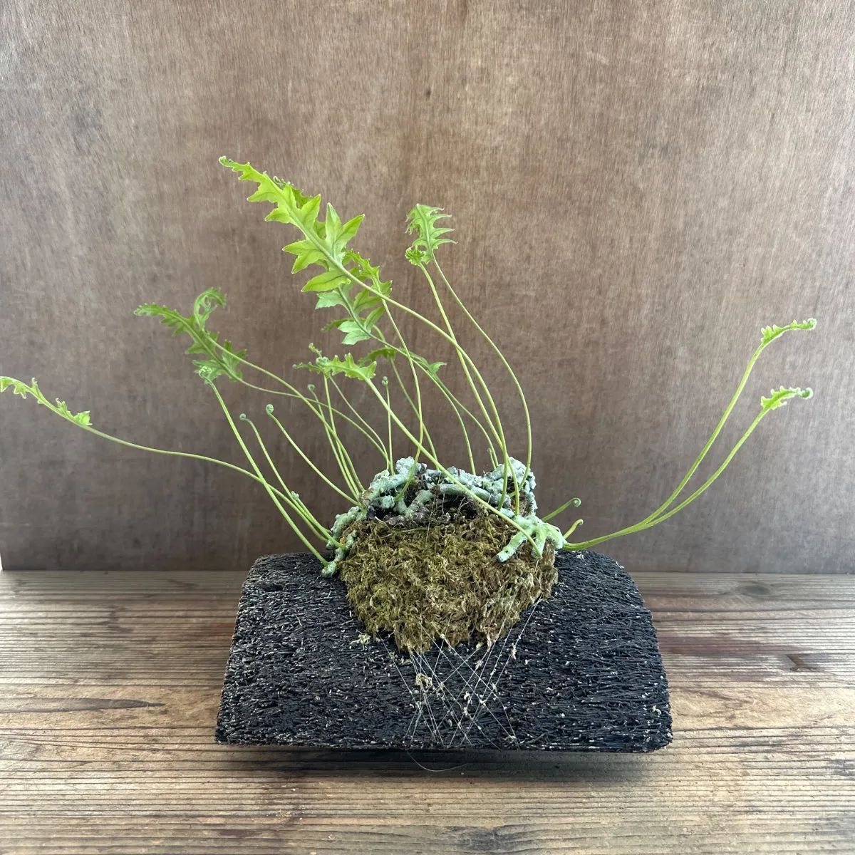 石化 タイワンアオネカズラ ヘゴ Polypodium formosanum 現品 ウラボシ