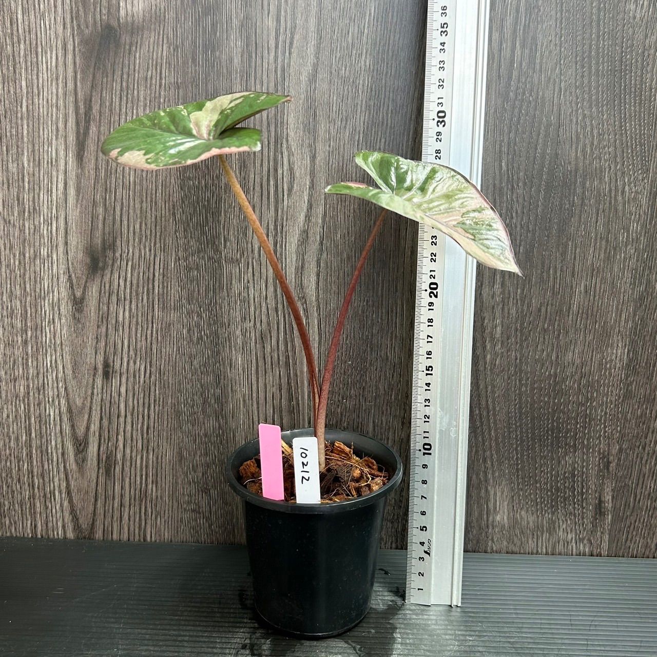 10212 Alocasia serendipity pink variegated アロカシア