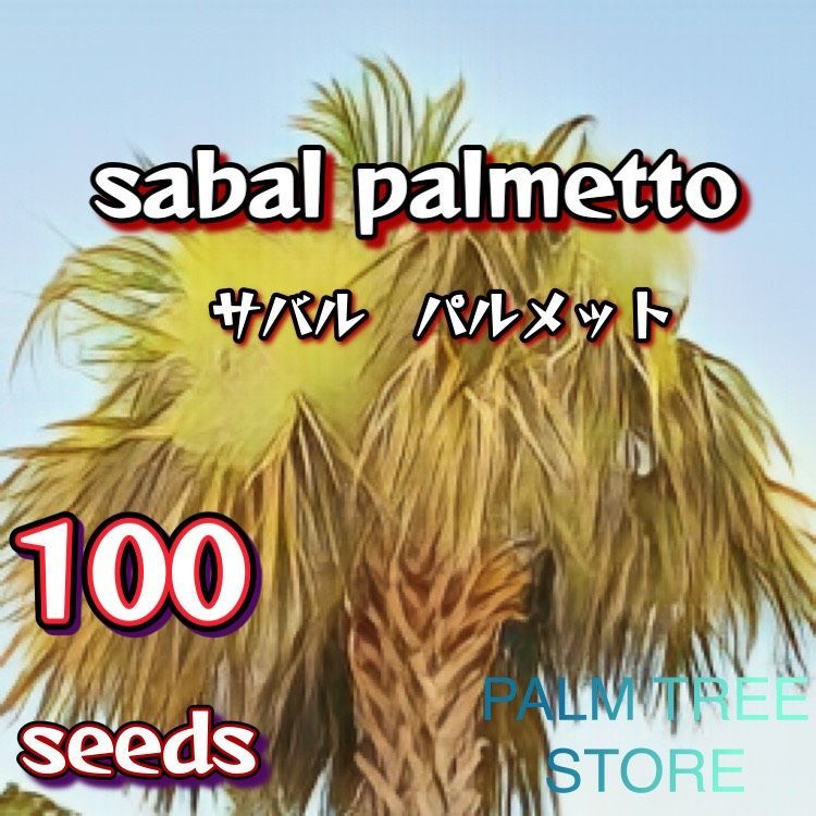 宅送] サバルヤシ 種 sabal palmetto'Lisa' palmetto 100粒 - www