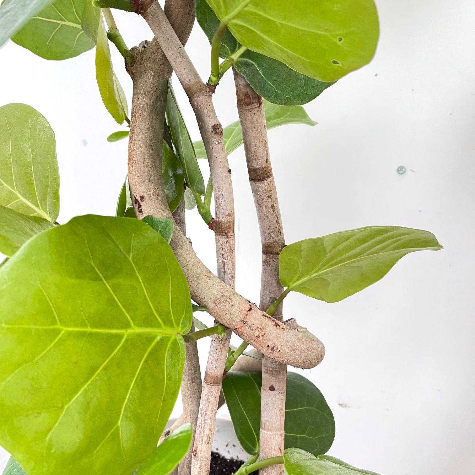 シーグレープ 曲がり 6【現品】観葉植物 大型 - メルカリ