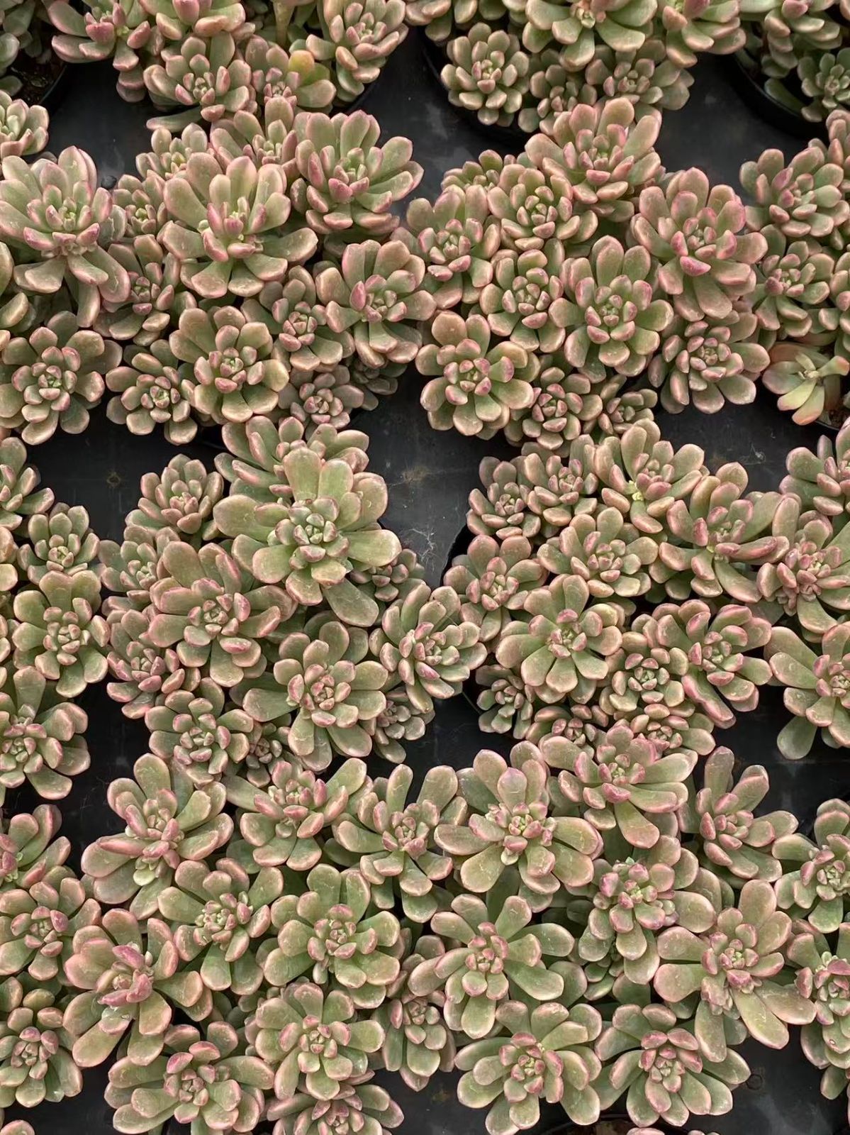 18鉢の土鉢付きセット タロック錦 多肉植物 佐川急便発送 エケベリア 韓国苗 ZM1711