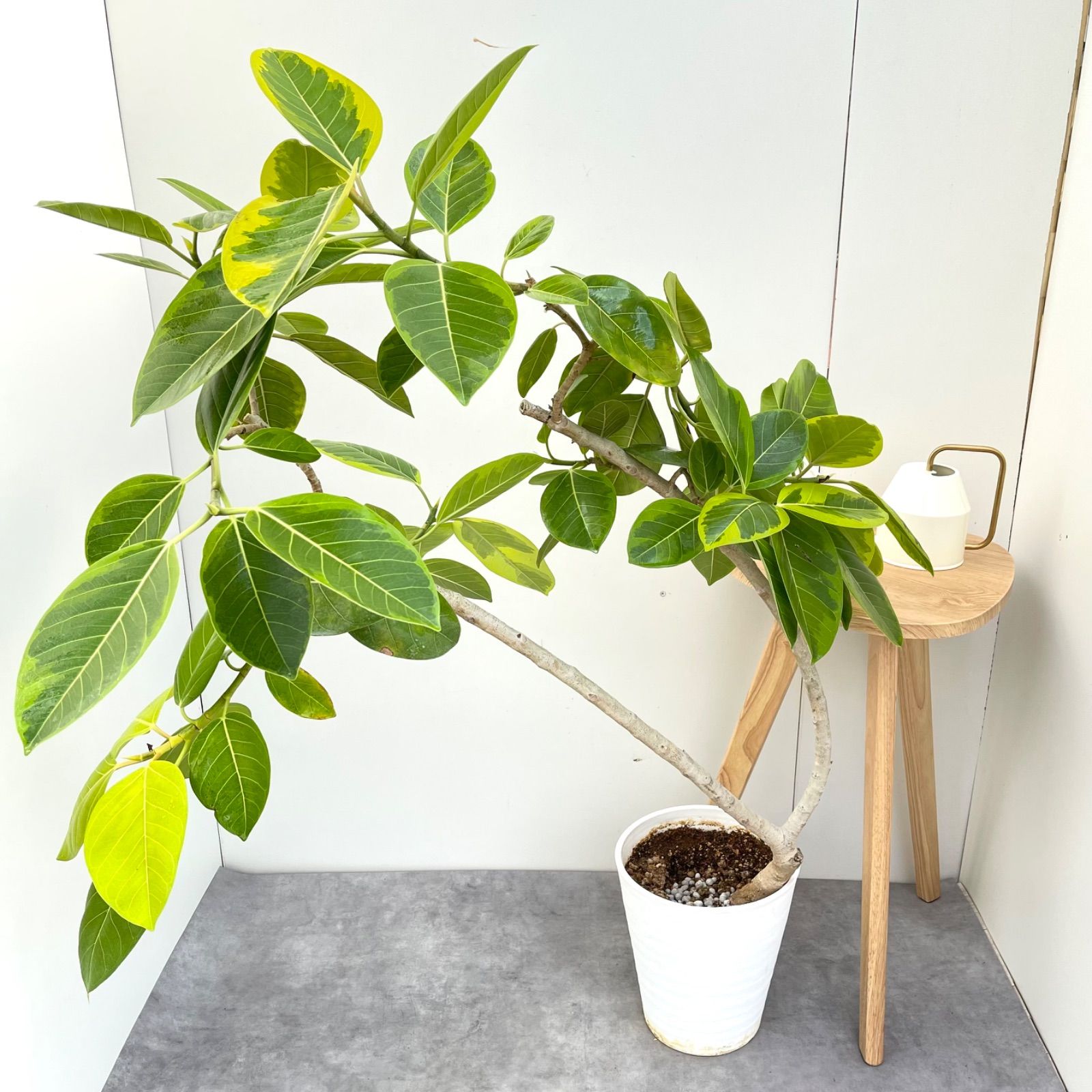 ［現品］♡人気♡ 22番　フィカス　アルテシマ　曲がり　7号　観葉植物　かわいい 現品］♡人気♡ 22番 フィカス アルテシマ 曲がり 7号 観葉植物