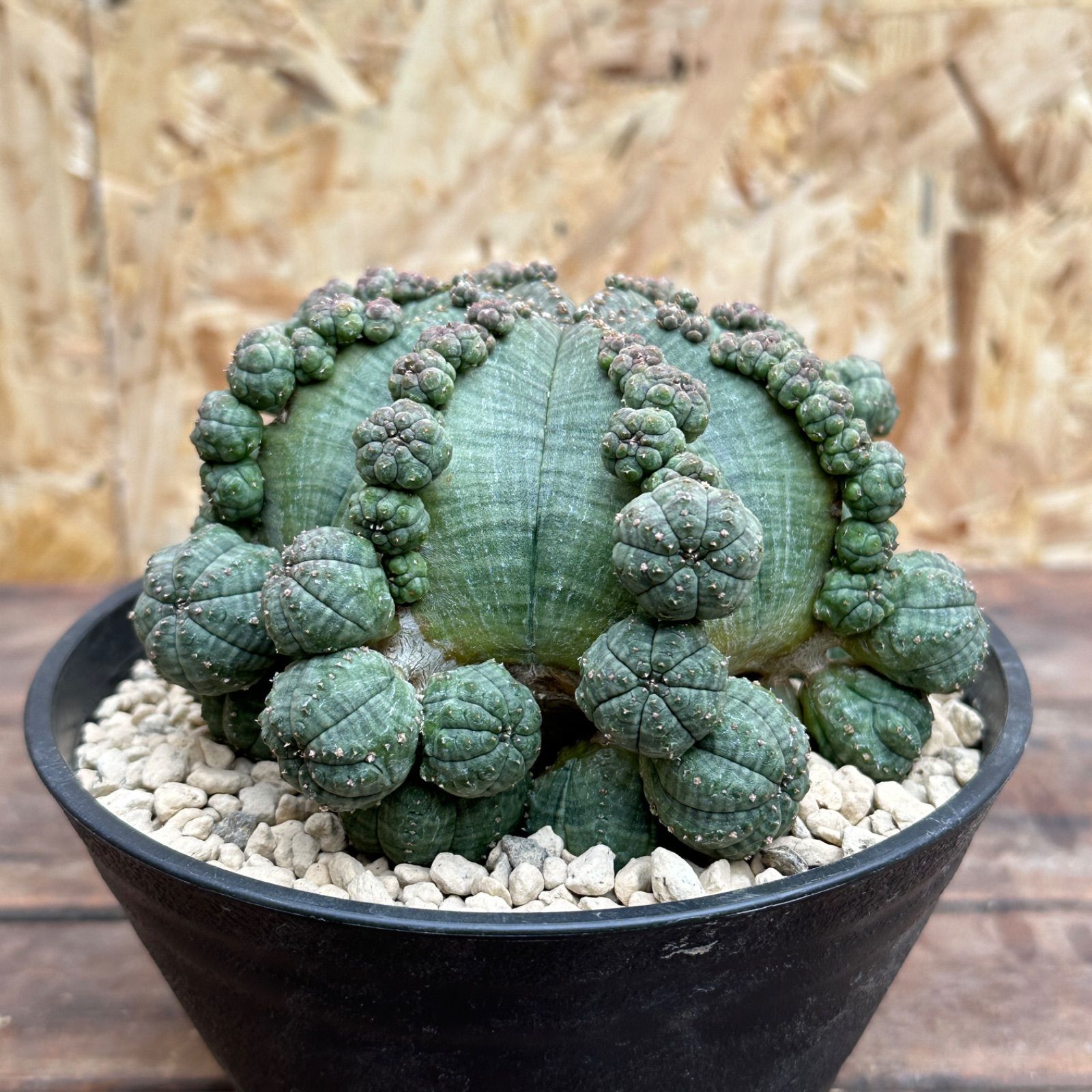 Euphorbia obesa ssp. symmetrica ユーフォルビア シンメトリカ 仔吹き 多肉植物